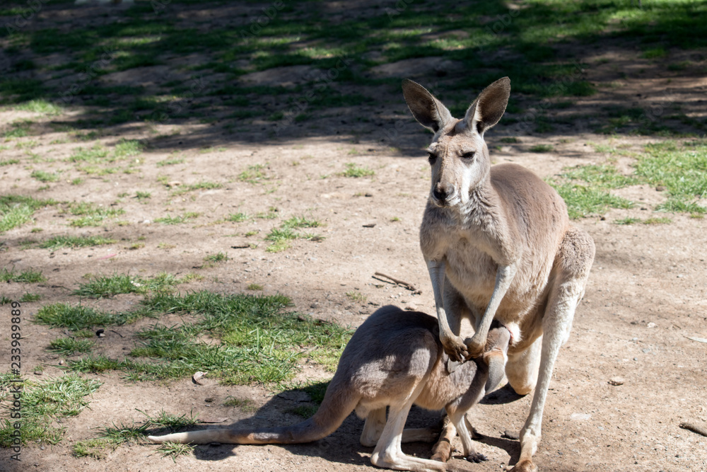 red kangaroo with her joey