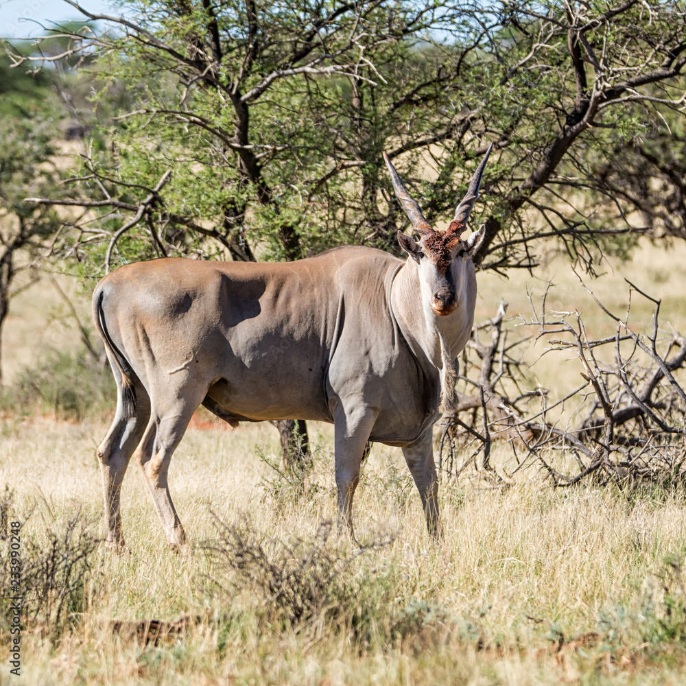 Eland Bull Eland Bull