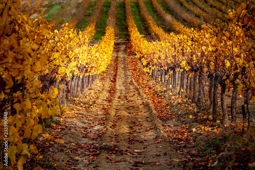 autumn vineyards of Provence