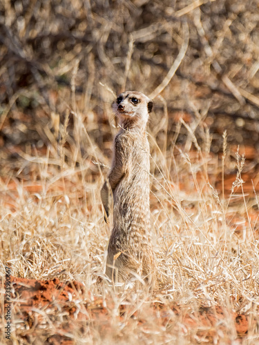 Meerkat Sentry © Cathy Withers-Clarke
