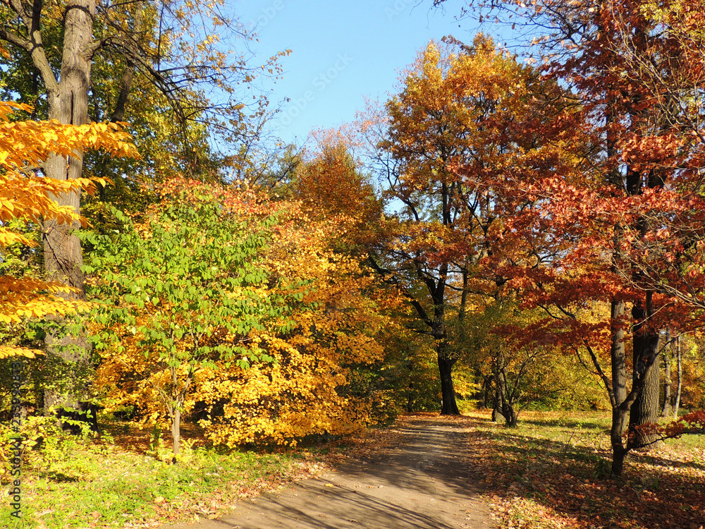 Naklejka premium Yellow trees in autumn park