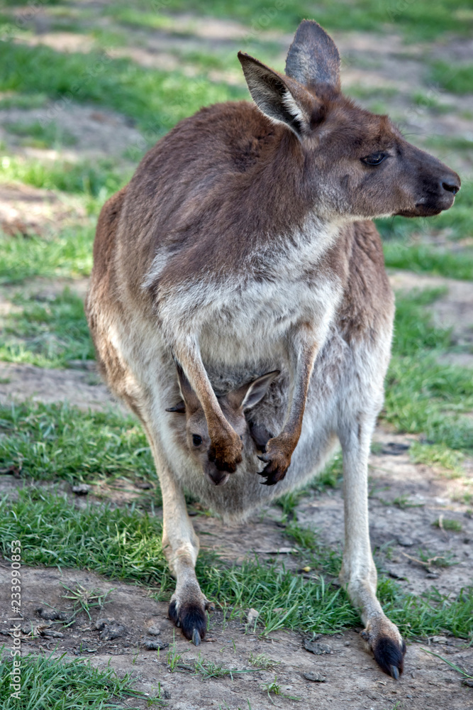 Fototapeta premium western grey kangaroo