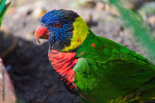 Lorikeet © Stephanie