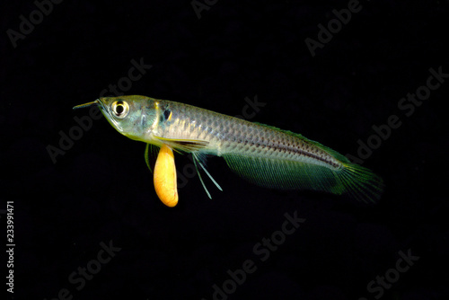 シルバーアロワナの幼魚