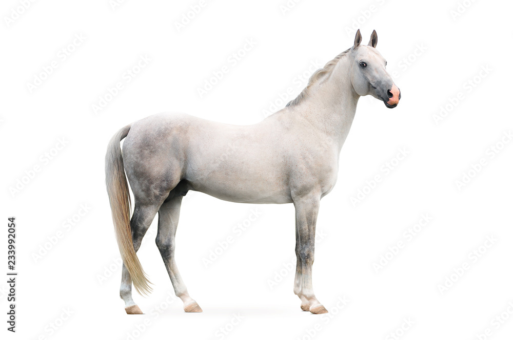white akhal-tekes stallion isolated on white background