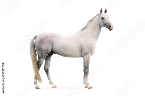 Fototapeta white akhal-tekes stallion isolated on white background