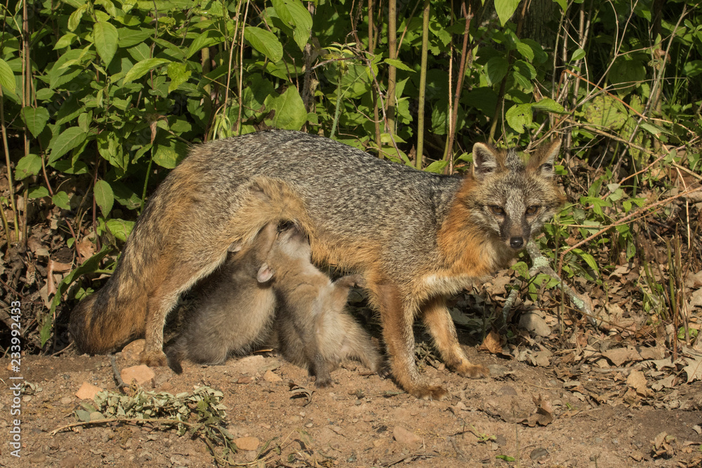 Naklejka premium A mother Fox with her Kits in Minnesota