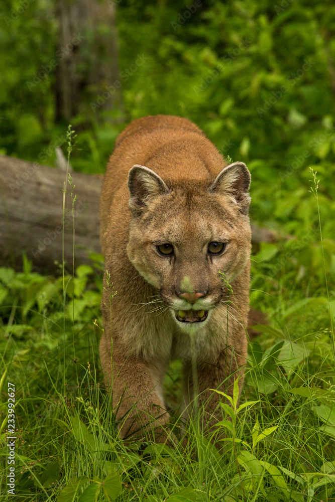 Obraz premium Mountain Lion also called a Cougar in Minnesota