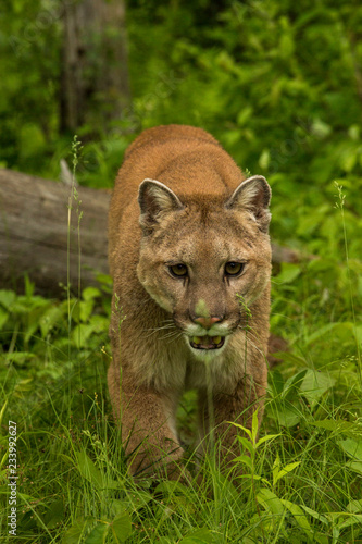Mountain Lion also called a Cougar in Minnesota
