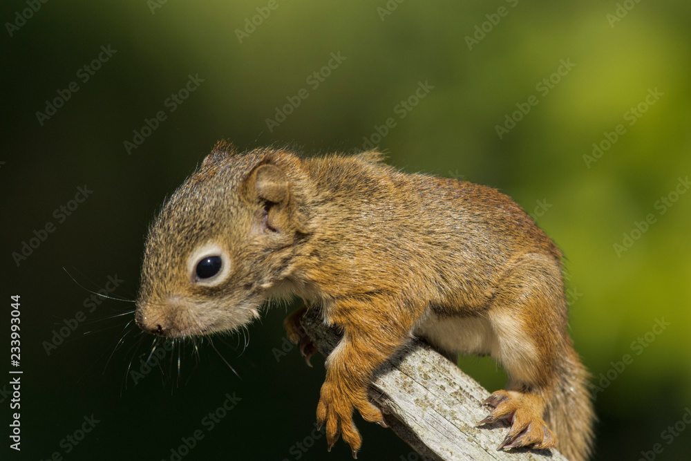 Baby Squirrel in Minnesota Baby Squirrel in Minnesota