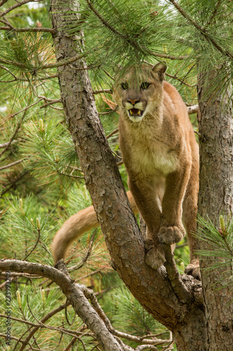 Mountain Lion also called a Cougar in Minnesota