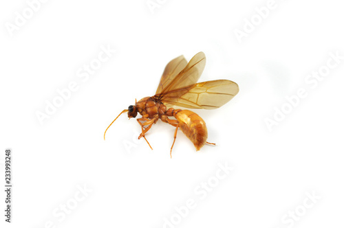 subterranean ants isolated / Golden subterranean insects horsefly isolated on white background / Dead insect in ants family - beautiful wing insects
