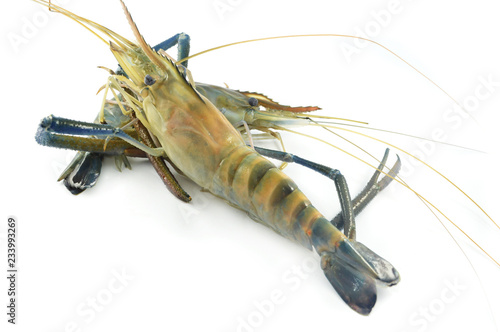 fresh shrimp isolated / raw shrimp on white background - the big blue claw shrimp or prawn for cook seafood (Macrobrachium rosenbergii)