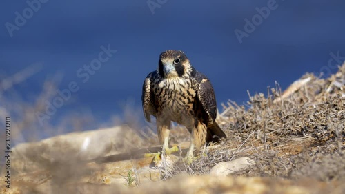 Peregrine Falcon