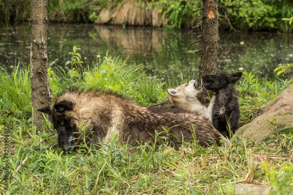 Obraz premium Wolves in Minnesota