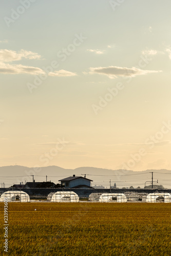 北海道美瑛の風景