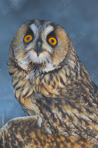 Portrait of Long-eared owl with big orange eyes