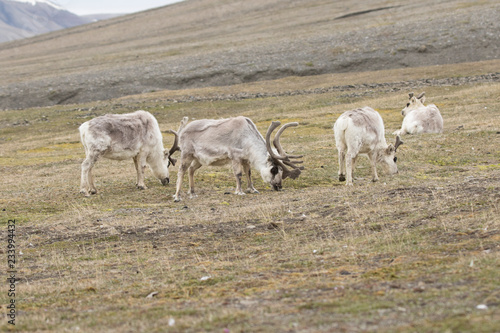 Fototapeta Naklejka Na Ścianę i Meble -  Reindeer in the Arctic Region