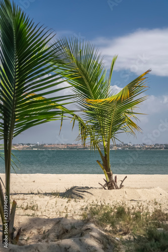 View of palm trees on beach  on the island of Mussulo  Luanda  Angola
