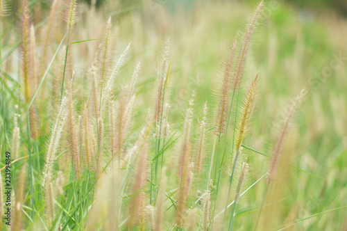 mission grass dry on green field in forest nature summer/ yellow and green grass plant on nature blur background 