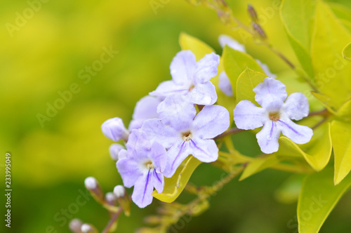 beautiful nature flower purple green blur background / Golden dewdrop flower violet - Pigeon berry (Duranta drdcta)