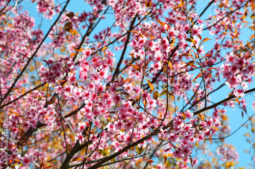Wild Himalayan Cherry / tree of pink flower wild himalayan cherry blossoming in forest spring blue sky background - thai sakura at phu lom lo Loei Thailand 