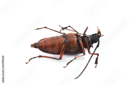 dead insects isolated / The beetle bug dead lying isolated on white background - Stag beetle family