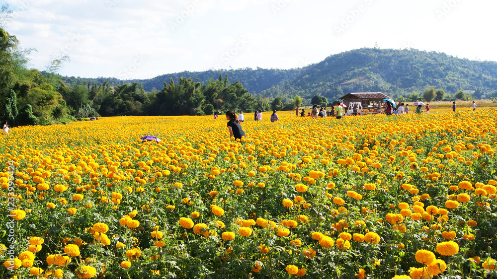 landmark field yellow marigold landscape blossoming garden with mountain background / nature field spring flower colorful on bright countryside