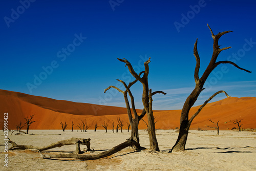 Deadvlei Namibia dead trees