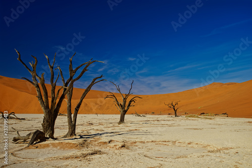 Deadvlei, Namibia, dead trees