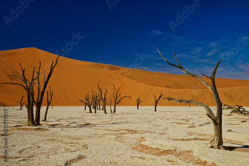 Dead trees, Deadvlei, Namibia