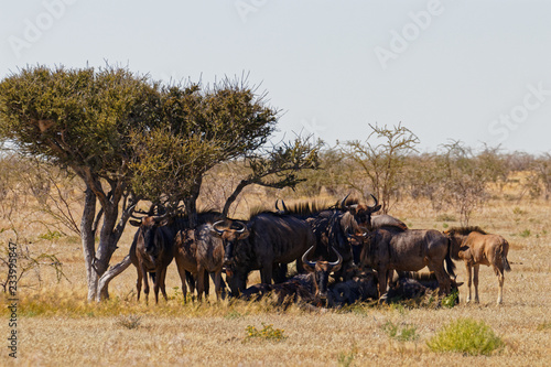 Wildebeest at rest
