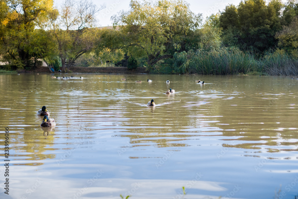 Mallard ducks swimming in a pond in the evening, Garin Dry Creek Pioneer Regional Park, San Francisco bay, California Mallard ducks swimming in a pond in the evening, Garin Dry Creek Pioneer Regional Park, San Francisco bay, California
