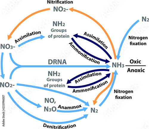 Vector illustration of the nitrogen nutrients cycle. Figure of all the processes in the nitrogen biogeochemical cycle in a biology book.