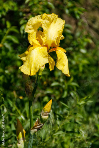 Fototapeta Naklejka Na Ścianę i Meble -  Beautiful iris flower on flowerbed in garden
