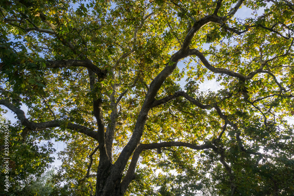Western Sycamore branches and foliage (Platanus racemosa) seen from below, San Francisco bay, California Western Sycamore branches and foliage (Platanus racemosa) seen from below, San Francisco bay, California
