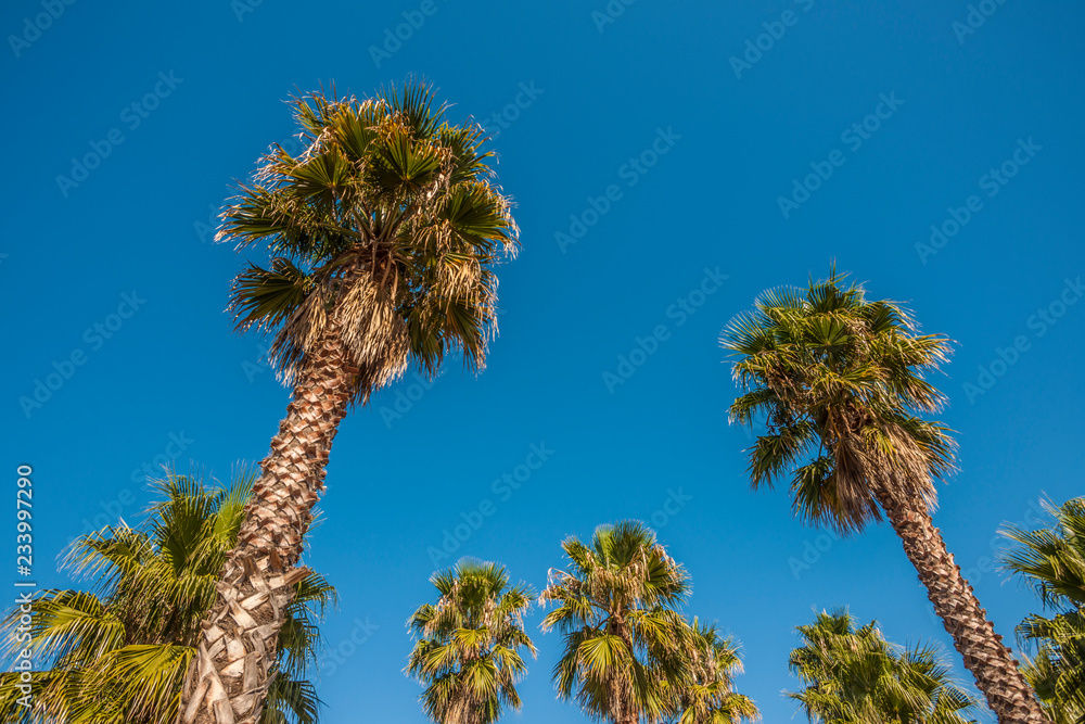 Ground level view of palm trees with a clear sky Ground level view of palm trees with a clear sky