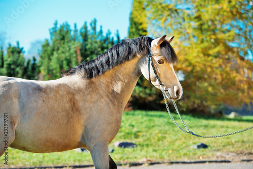 portrait of scaring  light-buckskin welsh pony