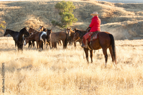 Horse round-up of untamed horses in northern California © Nicki