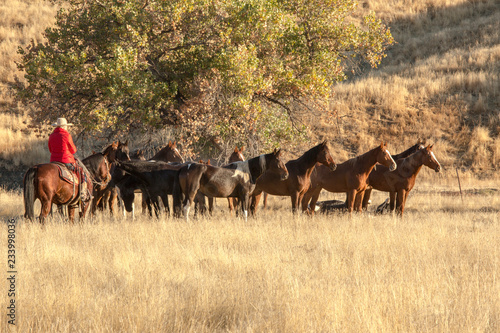 Horse round-up of untamed horses in northern California © Nicki
