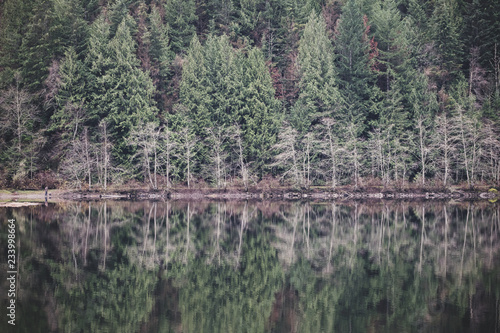 A Beautiful Forest Reflecting in a Lake Landscape