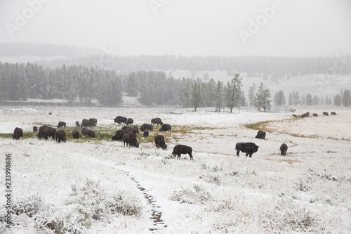 Bison in Yellowstone at the beginnings of winter.  They go to the hot springs where the grass stays green and exposed from the snow through most of the winter