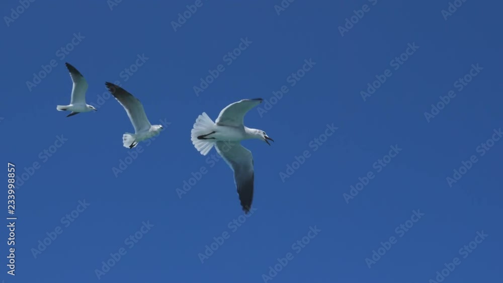 Laughing gulls flying overhead. Slow motion seagulls diving for fish. Mayan Riviera, Quintana Roo, Mexico. Laughing gulls flying overhead. Slow motion seagulls diving for fish. Mayan Riviera, Quintana Roo, Mexico.
