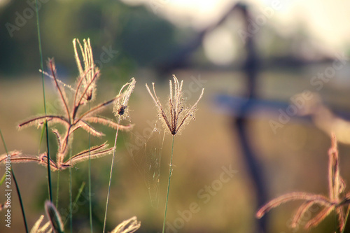 Grass with flowers,field of flowers, field background