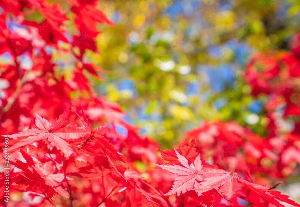 Beautiful red maple leaves in autumn sunny day, blue sky, close up, copy space, macro