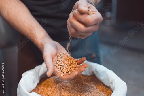 Photo Malt in the hands of the brewer close-up