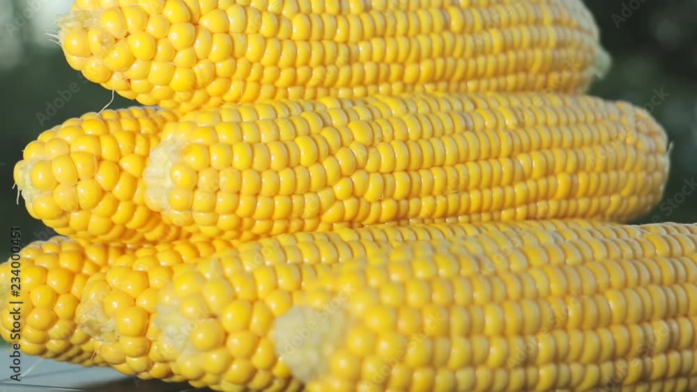 Sweet ripe corn on the table. Fresh peeled corn close up slider shoot Sweet ripe corn on the table. Fresh peeled corn close up slider shoot