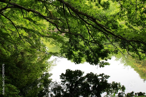 Trees reflecting in Lak