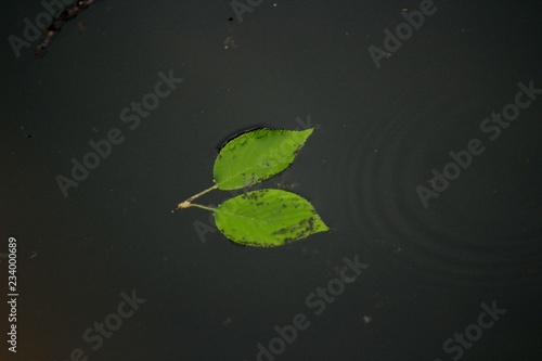 Leaf on a pond