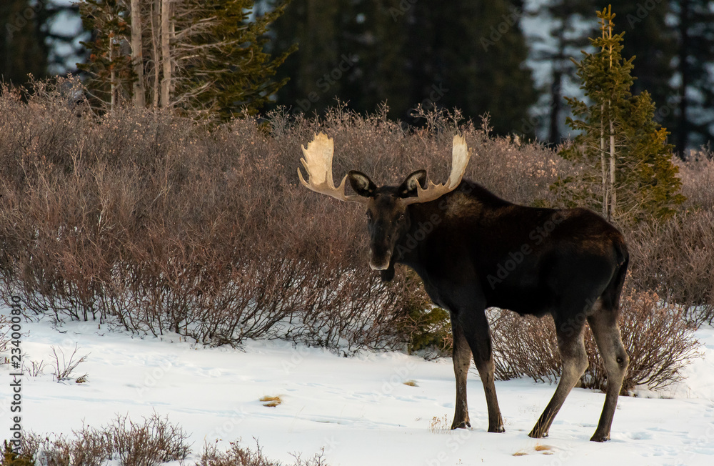 Moose in the Snow in the Colorado Rockies Moose in the Snow in the Colorado Rockies
